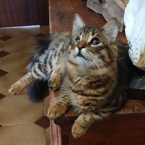 Tananai gattino