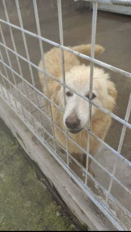 CANE DA ADOTTARE - Foto 4