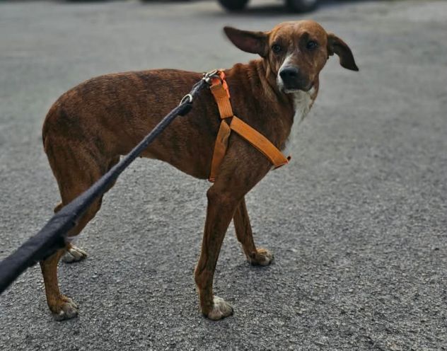 Luce: giovane segugina dolce e socievole