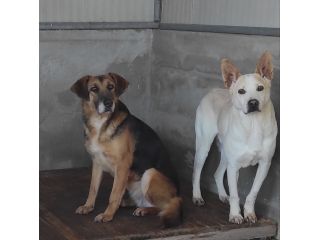 BEA E WHITE vite buttate, cani in adozione