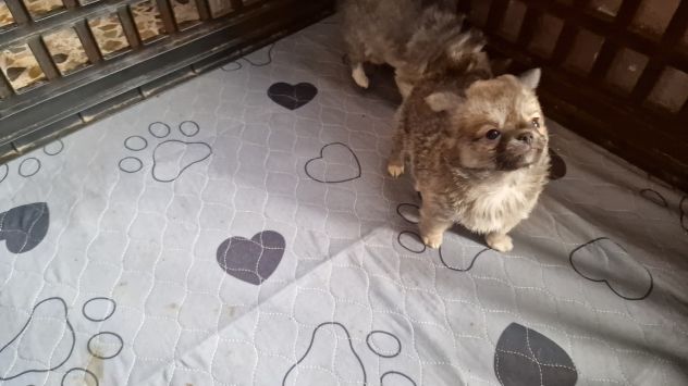 Chihuahua Toy pelo lungo Roma - Foto 5