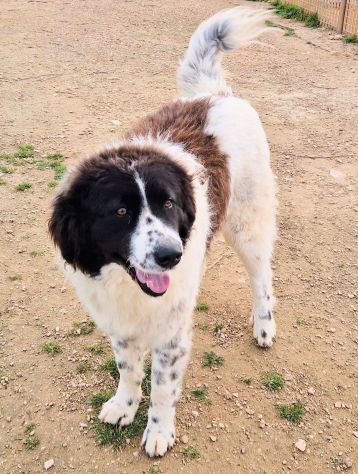MARGOT,MERITA UNA MERAVIGLIOSA ADOZIONE! - Foto 10