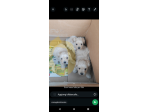 Cuccioli Maltipoo in offerta