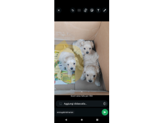 Cuccioli Maltipoo in offerta