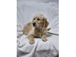 Cuccioli di Golden Retriever