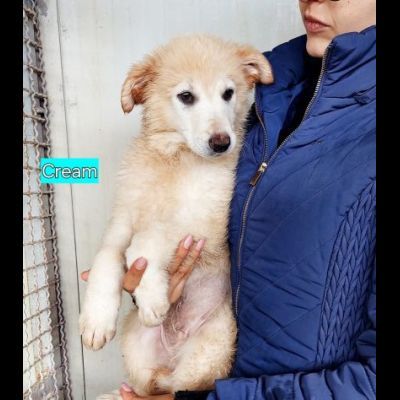 CUCCIOLI IN ADOZIONE - Foto 9