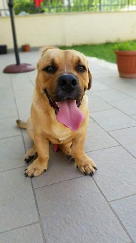 CLICK, giocherellone mix bulldog - Foto 3