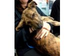 TIGRA, adorabile cagnolina
