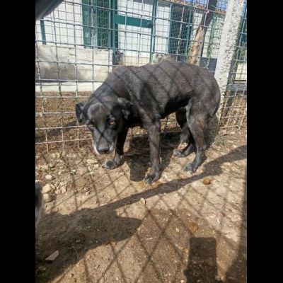 TITINA UNA OCCASIONE PER CAMBIARE IL SUO DESTINO CAGNOLINA IN ADOZIONE - Foto 2
