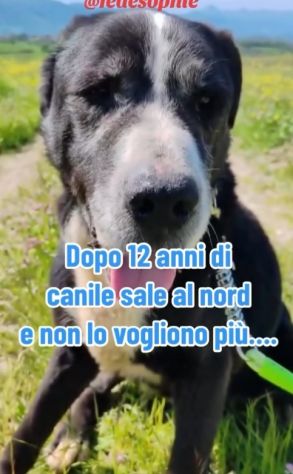 12ANNI DI DURO CANILE..ADOTTATO E RIFIUTATO! MILANO - Foto 3