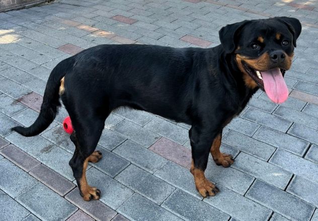 LESLIE BELLISSIMA ROTTWEILER - Foto 7