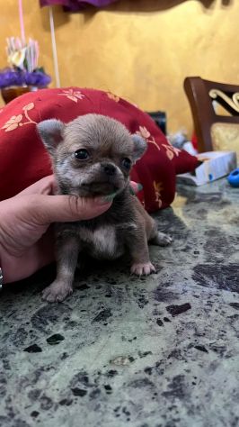 Chihuahua pelo corto - Foto 2