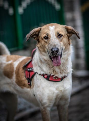 SISSI, 2 ANNI, TAGLIA MEDIA, E’ STATA SALVATA DAL UN CANILE LAGER. - Foto 5
