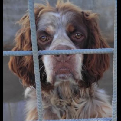 FRODO CACCIATORE DI COCCOLE, SIMIL SRINGER SPANIEL, CAGNOLINO IN ADOZIONE