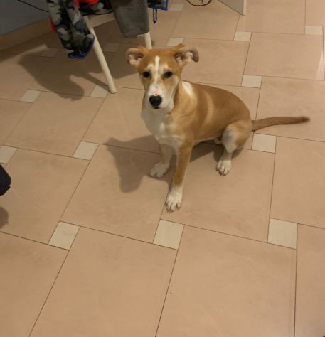 GIOIA, deliziosa cucciola - Foto 3
