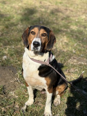 TALIA, meravigliosa coccolona! - Foto 4