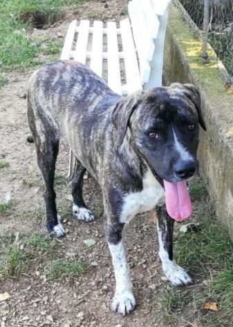 ZENO AMABILE E COCCOLONE: CANE IN ADOZIONE - Foto 9