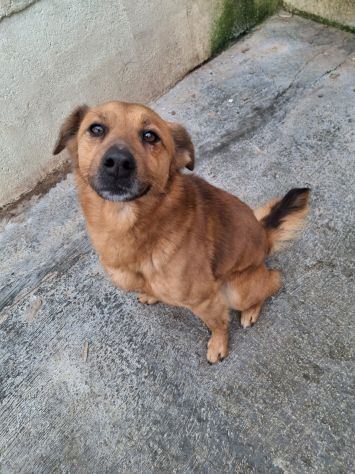 BINGO 3 ANNI 14 KG IN CANILE - Foto 4