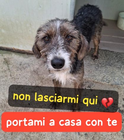 POLDO 11 MESI SIMIL SPINONE IN CANILE - Foto 3