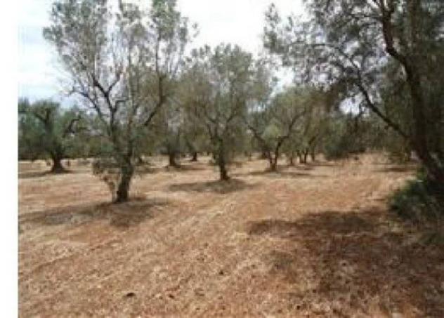 Immobile in asta di 6217 m² in vendita a Torre Santa Susanna - Foto 10