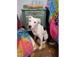 Willow taglia media 18 kg