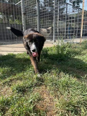 Milo - Foto 5