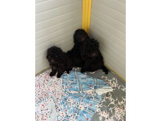 Barboncino Cioccolato Marrone