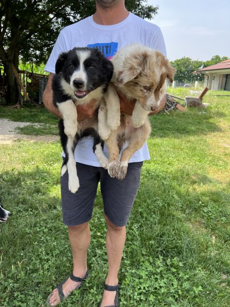 Cuccioli di Border Collie (solo maschietti) - Foto 5