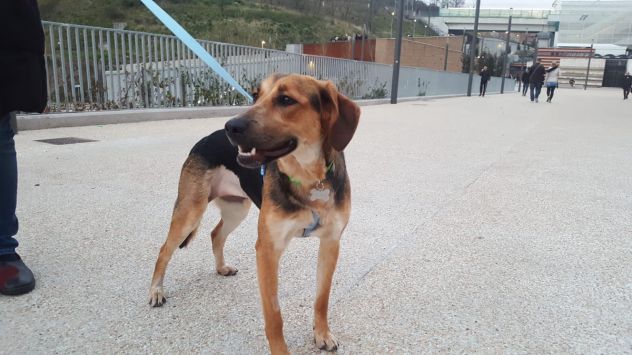 GILDA, tenerissima cucciolotta - Foto 6