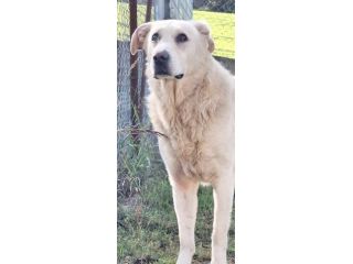 MARIA MERAVIGLIOSA e SOCIEVOLE, CANE IN ADOZIONE