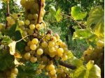Azienda agricola a fortissima prevalenza viticola.