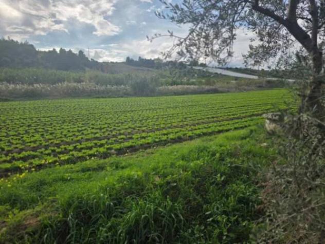 Immobile in asta di 76860 m² in vendita a Tursi - Foto 4