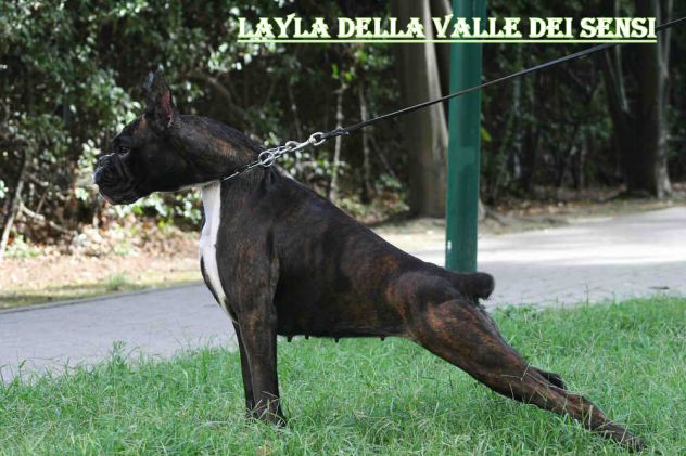 BOXER CUCCIOLI VENDO- ALLEVAMENTO BOXER DELLA VALLE DEI SENSI TEL. 334 3010438 - Foto 6