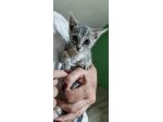 Perla, piccola gattina cerca casa