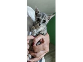 Perla, piccola gattina cerca casa