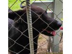 CAGNOLINO IN ADOZIONE: ALBERTO, piccolo lupetto.