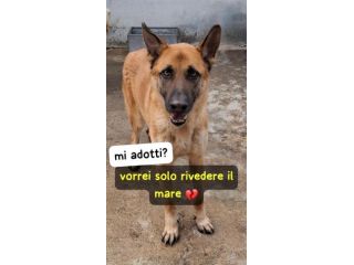 SPARTACO PASTORE MALINOIS 6 ANNI