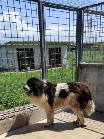 DUE MERAVIGLIE DIMENTICATE, CANI IN ADOZIONE - Foto 5