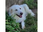 CANE DA ADOTTARE