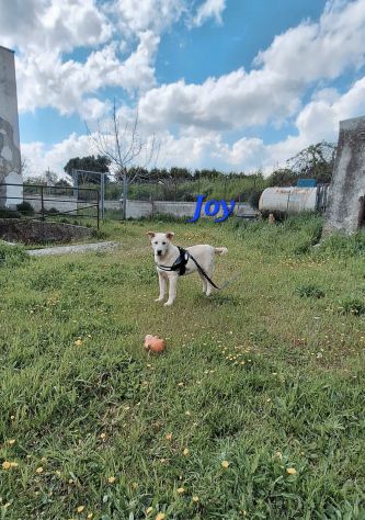 Sono Joy , mi trovo in canile e qui nessuno arriva a portarmi via...... - Foto 2