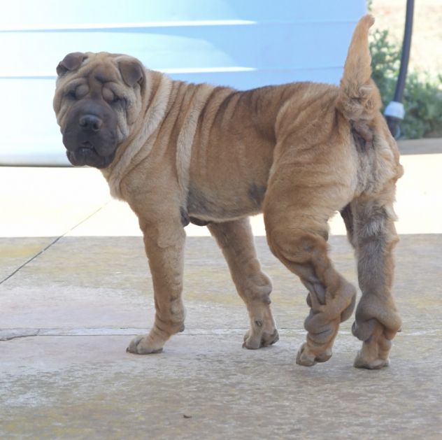 Adotta Anita dal canile, simil Shar pei - Foto 2