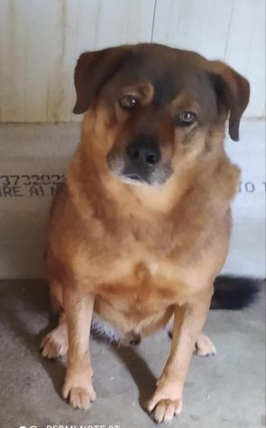 RUDY 11 ANNI taglia medio grande IN CANILE