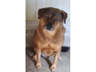 RUDY 11 ANNI taglia medio grande IN CANILE
