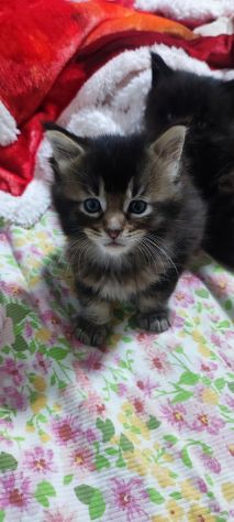 Maine coon - Foto 5