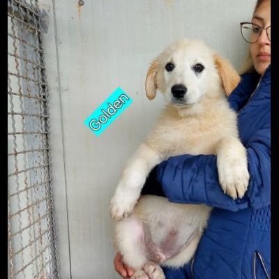 CUCCIOLI IN ADOZIONE - Foto 5