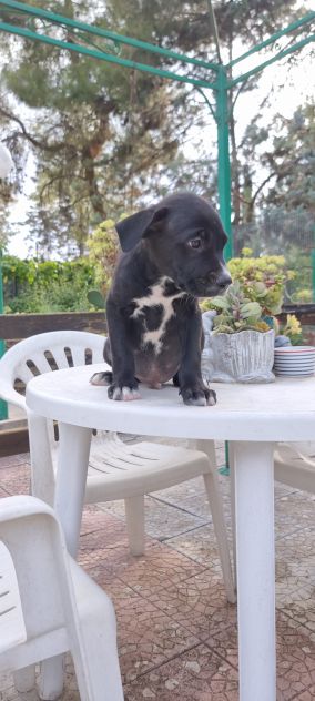 Allevamento Amstaff in Puglia. Cuccioli con pedigree - Foto 4