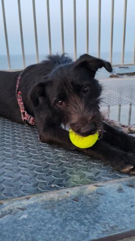 Regalo cucciolo simil schnauzer - Foto 4