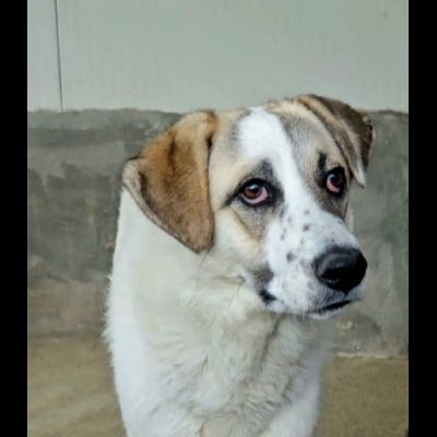 HANSIA, UN MIRACOLO DI LIBERTÀ CAGNOLINA IN ADOZIONE