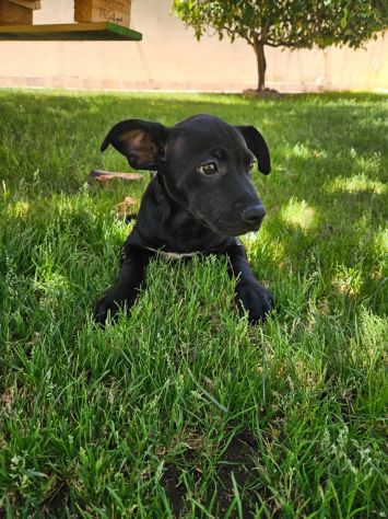 Totò: 3 mesi incrocio pittbull - Foto 9