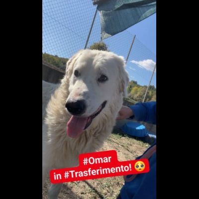 OMAR ADORABILE CUORE DI PANNA CANE IN ADOZIONE - Foto 3